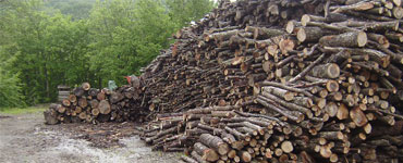 Produzione e vendita di legna da ardere