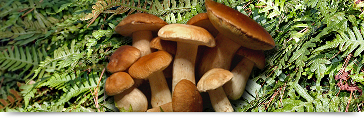 Funghi dei boschi mugellani