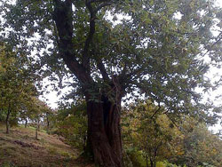 AGRITURISMO LA CASTELLANA
La grande quercia